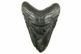Fossil Megalodon Tooth - South Carolina #367926-1